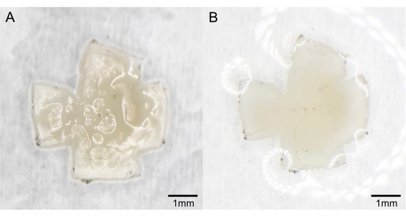 Methanol-Based Whole-Mount Preparation for the Investigation of Retinal ...