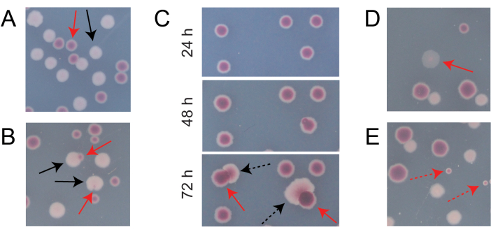 Figure 7