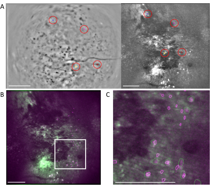 Figure 6