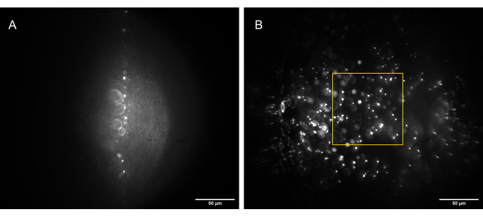 Figure 13