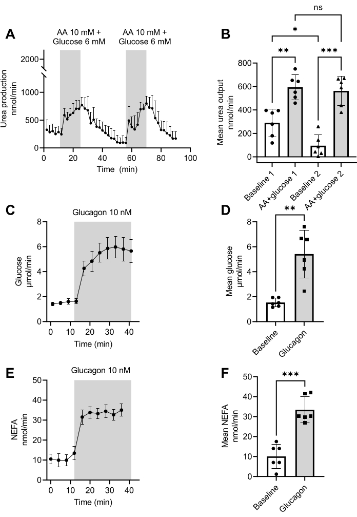 Hepatic Glucose Production, Ureagenesis, and Lipolysis Quantified using ...