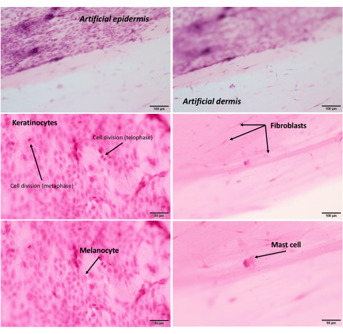 Figure 12