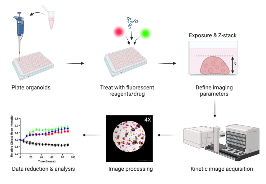Multiplexed Live-Cell Imaging for Drug Responses in Patient-Derived ...