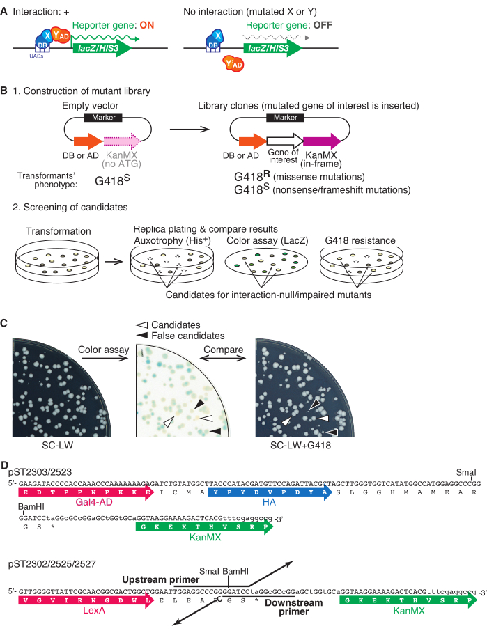 Isolating Interaction-Null/Impaired Mutants Using the Yeast Two-Hybrid ...