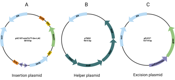 Figure 2