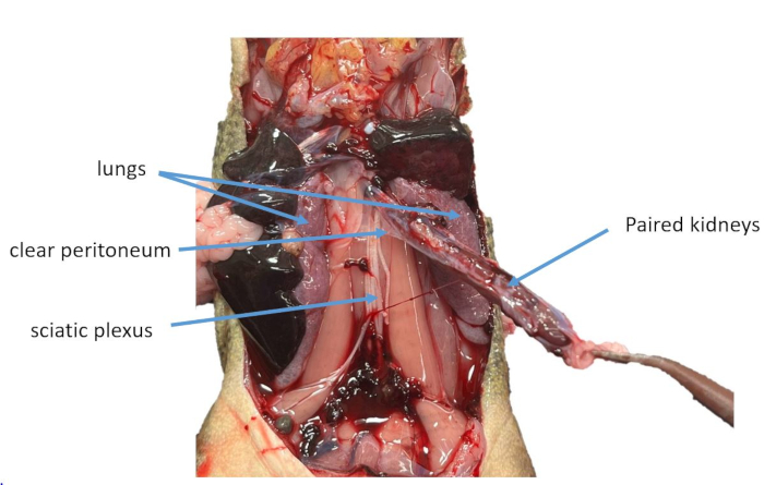 Figure 17