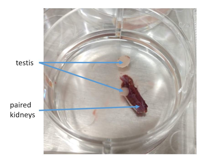 Figure 19