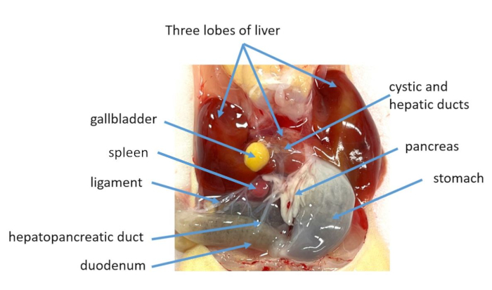 Figure 7