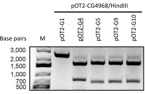 Figure 2