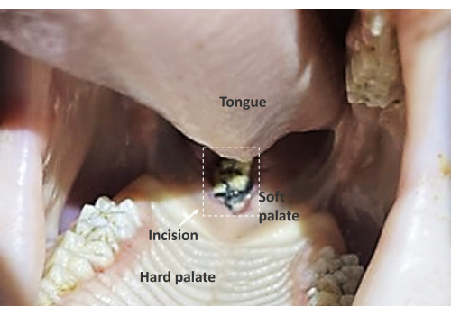 Figure 7