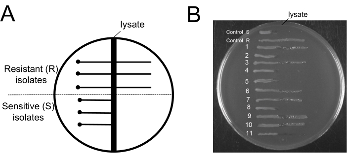 Figure 6