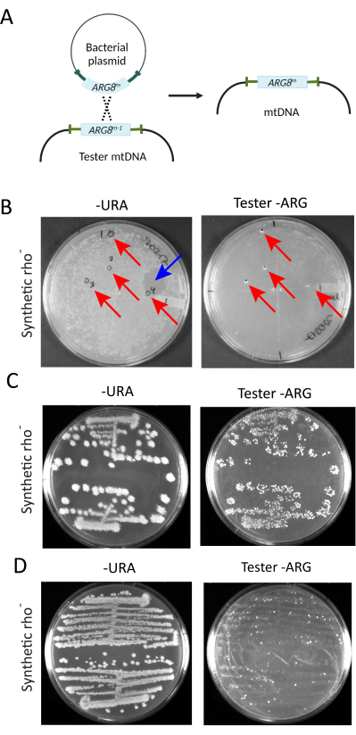 Figure 6