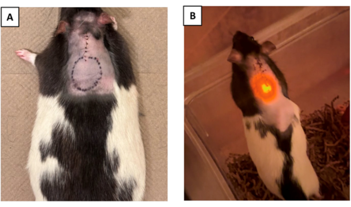 Figure 4