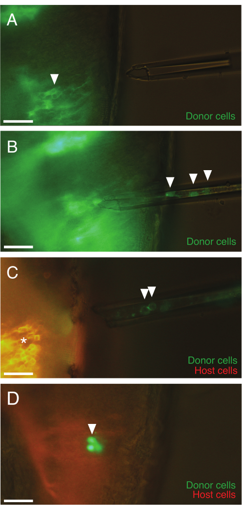 Figure 4