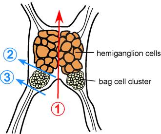 Figure 1. Schematic of Aplysia californica abdominal ganglion. Color lines indicate where to cut to obtain bag cell clusters. 