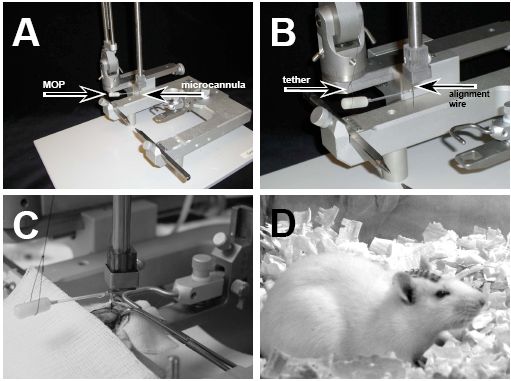 Implantation of microinfusion system. (A) Positioning of microinfusion system onto stereotaxic instrument. (B) The MOP is tethered using sterile suture to prevent its weight from disrupting the orientation of the microcannula. The microcannula is positioned for precise vertical entry into the brain using the alignment wire. (C) A microinfusion system is positioned for placement and fixation within an animal. (D) The design of the microinfusion system allows easy closure of the incision over a low-profile pedestal, reducing the risk infection and minimizing discomfort to the animal.